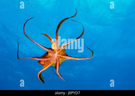 Day Octopus Octopus Cyanea, Hawaii, USA Stockfoto