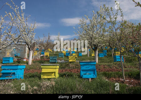 Garten mit bunten Bienenstöcke im Frühjahr Obstgarten Stockfoto