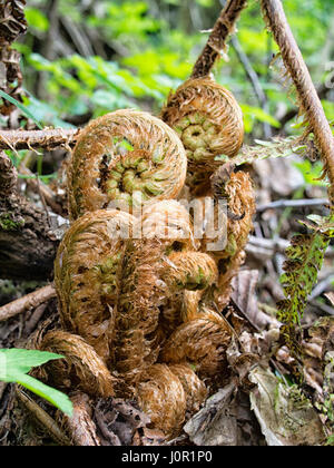 Frühling. Dryopteris Filix-Mas. Farn Wedel. Stockfoto