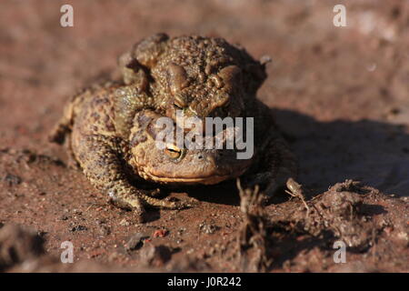 Bufo Kröten im Frühjahr (braune gemeinsame Kröte), männliche und weibliche Paarung Stockfoto