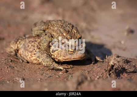 Porträt eines Paares der Paarung gemeinsame Kröte (Bufo Bufo) Stockfoto