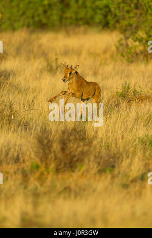 Beisa Oryx (Oryx Gazelle Beisa) Kalb läuft in Rasen, Samburu National Reserve, Kenia Stockfoto