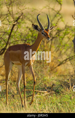 Gerenuk (Litocranius Walleri) Wandern, Samburu National Reserve, Kenia Stockfoto