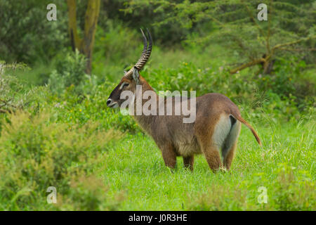 Defassa Wasserbock (Kobus Ellipsiprymnus Defassa) Porträt, Lake-Nakuru-Nationalpark, Kenia Stockfoto