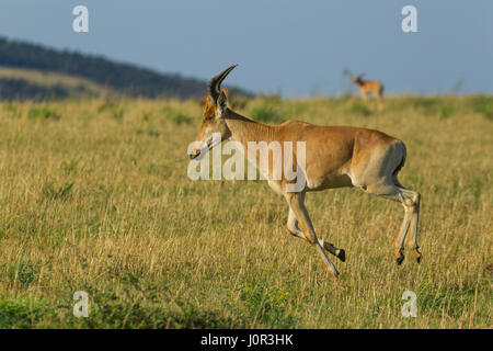 Kuhantilope (Alcelaphus Buselaphus) quer durch die Savanne, Masai Mara National Reserve, Kenia Stockfoto