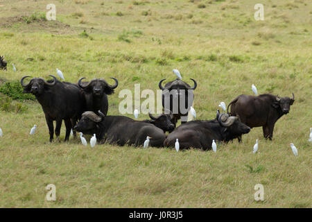 Kaffernbüffel (Syncerus Caffer) Herde; Kuhreiher (Bubulcus Ibis), Masai Mara National Reserve, Kenia Stockfoto