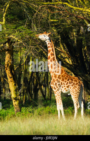 Rothschild Giraffen (Giraffa Plancius Rothschilidi) Surfen auf Ästen, Lake Nakuru National Park, Kenia Stockfoto