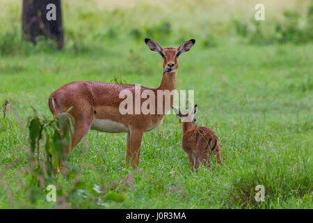 Impala (Aepyceros Melampus) Mutter und Kalb im Regen, Lake-Nakuru-Nationalpark, Kenia Stockfoto