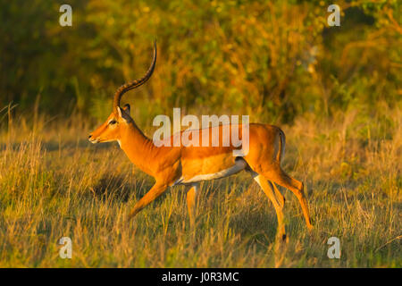 Impala (Aepyceros Melampus) männlich ausgeführt, Masai Mara National Reserve, Kenia Stockfoto