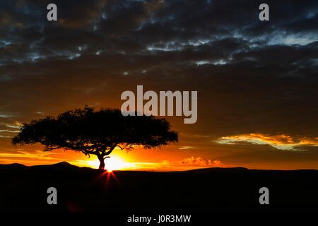 Sonnenaufgang auf der Masai Mara, Akazie Baum, Masai Mara National Reserve, Kenia Stockfoto