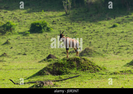 Topi (Damaliscus Lunatus Jimela) männlich stehend auf einer Termite Mound, Masai Mara National Reserve, Kenia Stockfoto