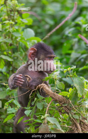 Olive Baboon (Papio Cynocephalus) Baby, Lake-Nakuru-Nationalpark, Kenia Stockfoto