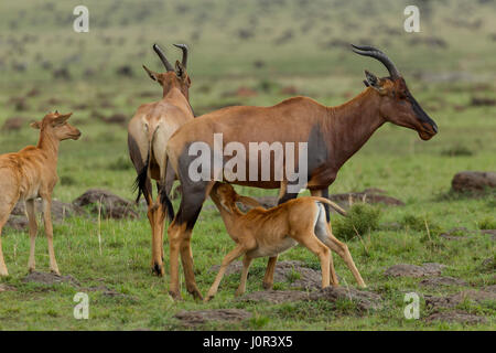 Topi (Damaliscus Lunatus Jimela) Kalb Krankenpflege, Masai Mara National Reserve, Kenia Stockfoto