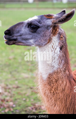 Lama Beweidung auf der Farm Stockfoto