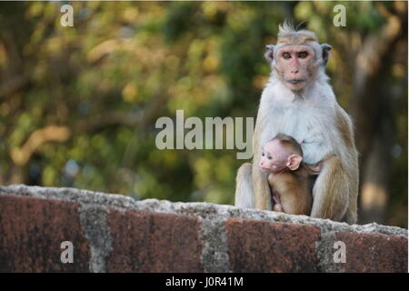 Sri Lanka Affe mit einem baby Stockfoto