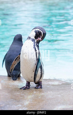 Kaffee, Schokolade, Zitrone, Himbeere, Pistazie, Vanille würzte mini Makronen Stockfoto