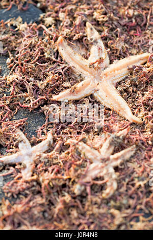 Seestern am Strand Stockfoto