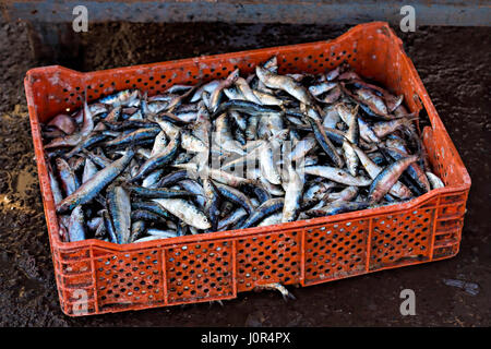 Sardinen in Plastikbehälter am Fischmarkt, Essaouira, Marokko, Januar 2017 Stockfoto