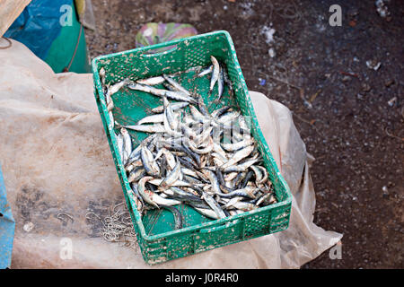 Sardinen in Plastikbehälter am Fischmarkt, Essaouira, Marokko, Januar 2017 Stockfoto