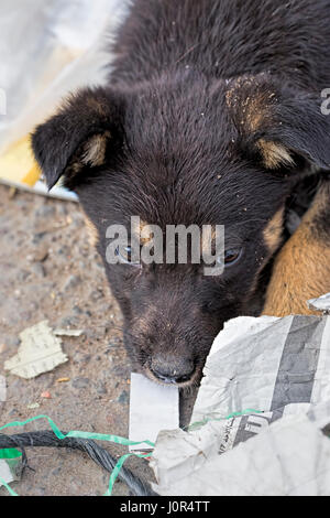 Kleine Welpen auf der Straße Stockfoto