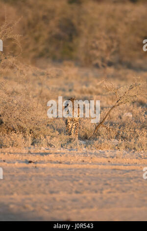 Gepard im Morgenlicht. Stockfoto