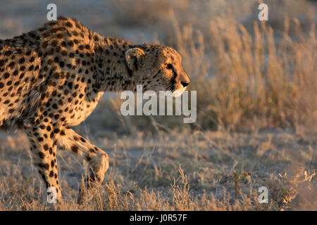 Gepard im Morgenlicht. Stockfoto