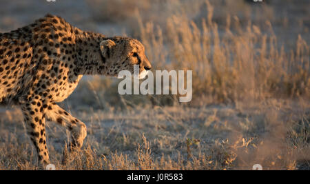 Gepard im Morgenlicht. Stockfoto
