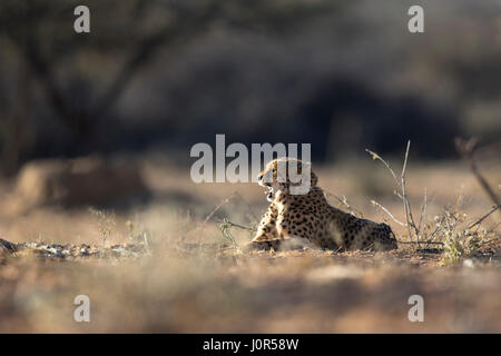 Gepard im Morgenlicht. Stockfoto