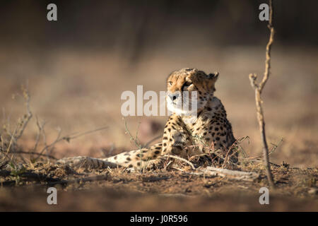 Gepard im Morgenlicht. Stockfoto