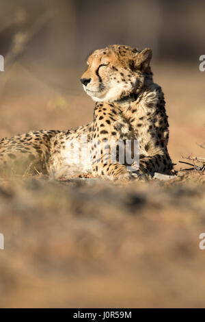 Gepard im Morgenlicht. Stockfoto