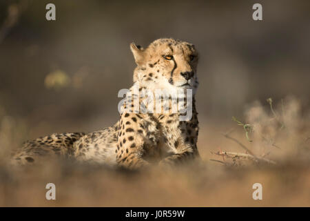 Gepard im Morgenlicht. Stockfoto