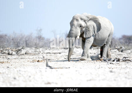 Großer Elefantenbulle in Namibia. Stockfoto