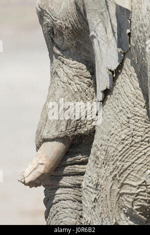 Großer Elefantenbulle in Namibia. Stockfoto