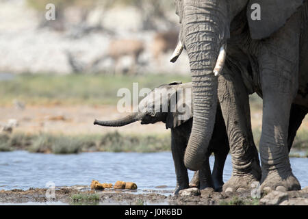 Elefant Kalb im Etosha National Park. Stockfoto