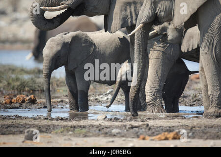 Elefant Kalb im Etosha National Park. Stockfoto