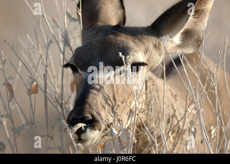 Kudu weiblich Surfen auf einem Baum Stockfoto