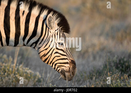 Zebra Streifen im Etosha National Park. Stockfoto