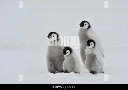 Kaiserpinguin-Küken in der Antarktis Stockfoto