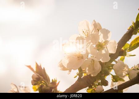 Horizontale Foto mehrere weiße Blüten mit gelben Blütenstempel und Knospen auf Kirschbaum. Blüten sind an mehreren Zweigen mit orange Abendhimmel mit seve Stockfoto