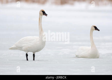 Trumpeter Schwäne / Trompeterschwaene (Cygnus Buccinator), paar, mit der Aufforderung, auf Eis, gefrorene Fluss, Grand Teton National Park, USA. Stockfoto