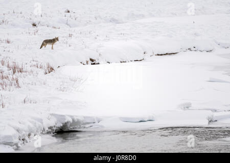 Kojote / Kojote (Canis Latrans), im Winter, hohe Schnee auf Distanz, zu beobachten, über einen Fluss, Ufer, Yellowstone NP, USA. Stockfoto