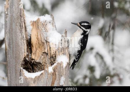 Haarige Specht / Haarspecht (Picoides Villosus), erwachsenes Weibchen im Winter, thront auf dem Schnee bedeckt toten Baum, Yellowstone NP, USA. Stockfoto