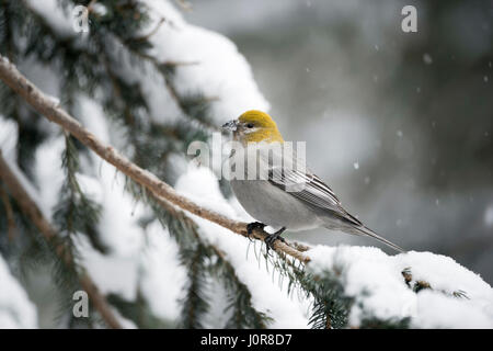 Kiefer Grosbeak / Hakengimpel (Pinicola Enucleator), weibliche Erwachsene im Winter hocken auf einem Zweig des Schnees bedeckt Nadelbaum, Montana, USA. Stockfoto