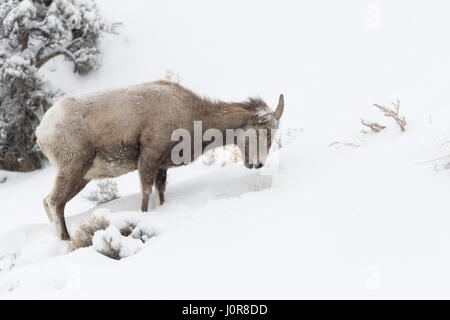 Rocky Mountain Bighorn Sheep / Dickhornschaf (Ovis Canadensis), weibliche Erwachsene, Fütterung im Winter, Schnee, Yellowstone-Nationalpark, USA. Stockfoto