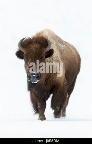 Amerikanischer Bison / Amerikanischer Bison (Bison Bison), weibliche Erwachsene im Schnee, kommt näher, Frontal erschossen, Yellowstone NP, Wyoming, USA. Stockfoto