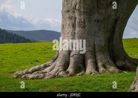 Die Basis einer alten Buche auf Linley Hügel in der Nähe von Norbury, Shropshire, England, UK Stockfoto