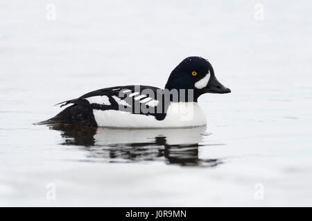 Der Barrow/Spatelente Schellente (bucephala Islandica) im Winter, Schwimmen, Greater Yellowstone, USA. Stockfoto