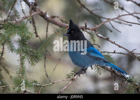 Steller's Jay / Diademhaeher (Cyanocitta Stelleri) thront in einem Nadelbaum-Baum, Erwachsene im Winter, Seite Ansicht, Yellowstone NP, USA. Stockfoto