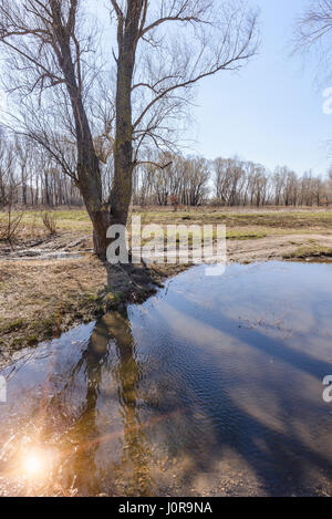 Dramatischen Blick auf eine Pfütze nach dem Frühlingsregen. Eiche, Pappel und Weide Bäume im Hintergrund angezeigt. Die Sonne spiegelt sich im Wasser Stockfoto