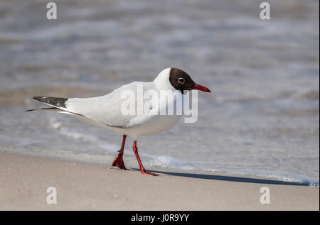 Möwe - Lachmöwe, einem Spaziergang am Strand Stockfoto